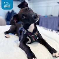 Voyager Step -in Air Dog Harness - Всяка метеорологична мрежа Стъпка в сбруя на жилетката за котка от най -добрите доставки на