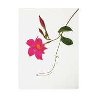 Марка изобразително изкуство 'розова Мандевила' платно изкуство от Курт Шафър