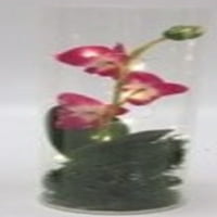 Елементи набор от орхидеи доведе стъкло ураган